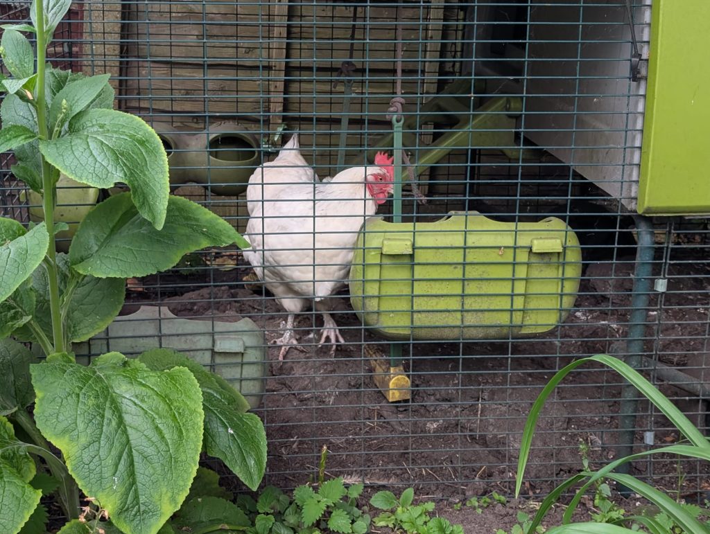 Chicken Feeding Warrington