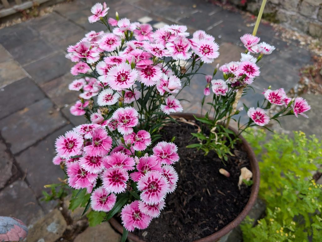 Sweet Williams in a garden pot in Warrington being cared for by Home Minders Warrington