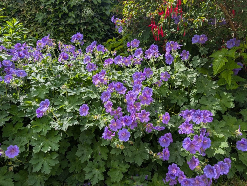 Purple Geranium in Bloom in Woolston for Holiday Plant Watering Services Warrington
