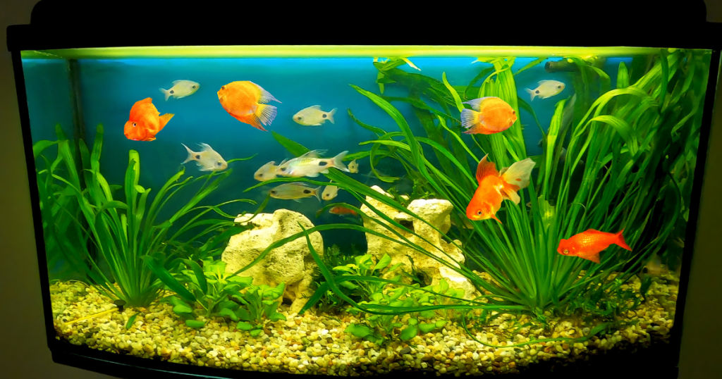 Fish tank with fish fed by Home Minders Warrington