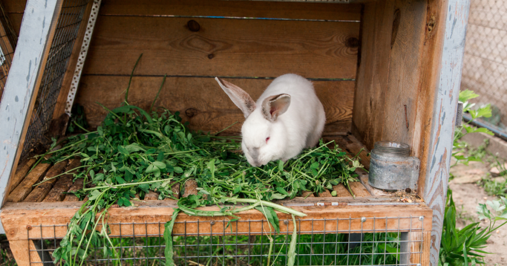 Rabbit feeding by Home Minders Warrington - rabbit eating some leaves