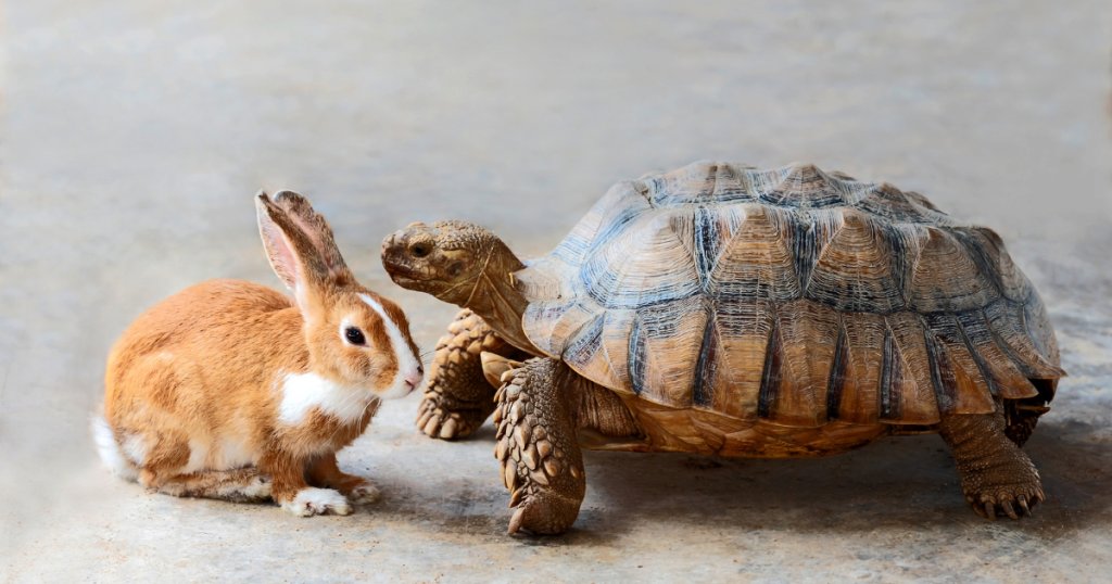 Small Pets - Tortoise and Rabbit