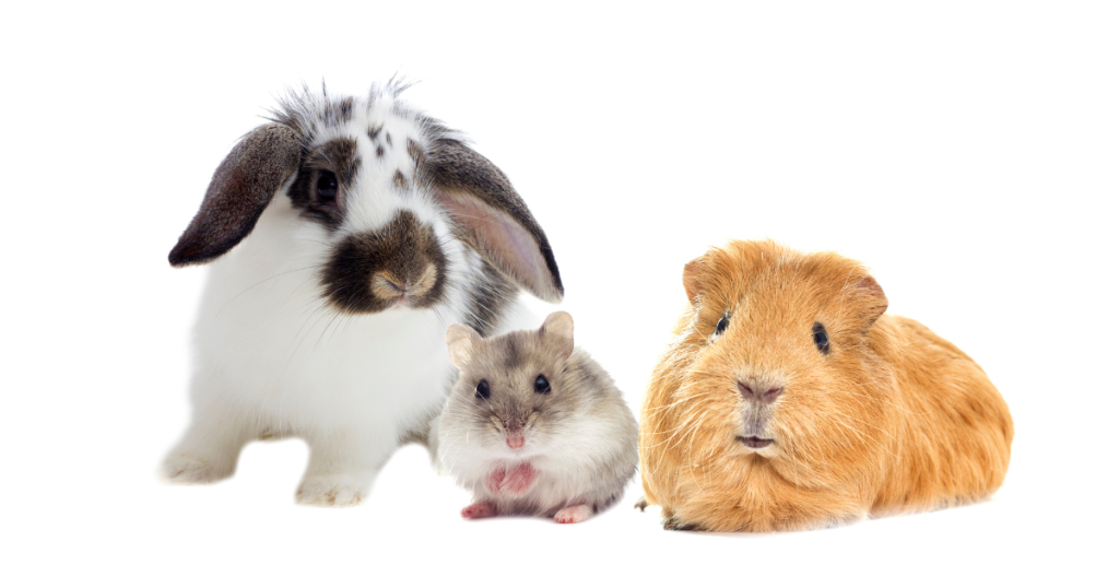 Pet Feeding and Sitting Services in Warrington -Rabbits, Guinea Pigs and Hamsters