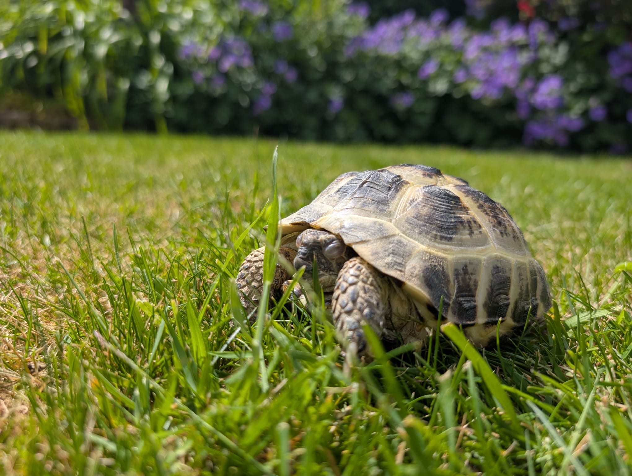 Tortoise feeding warrington