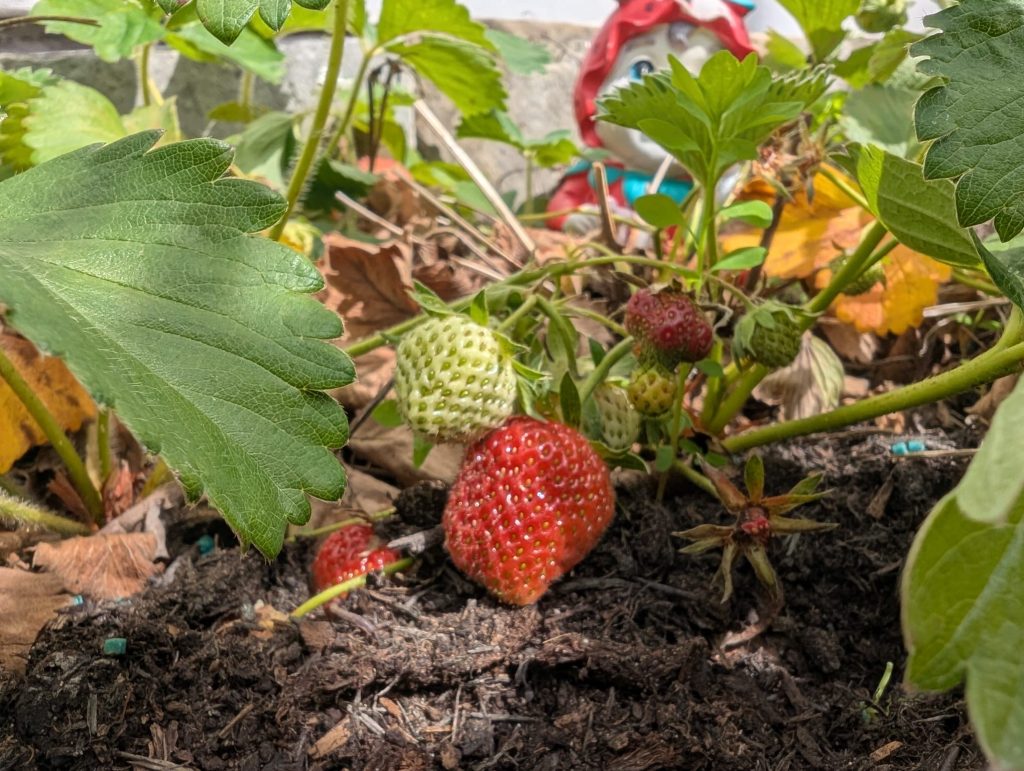 Strawberry Patch in Warrington cared for by Home Minders Warrington