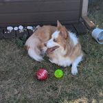 Luna a border collie in Padgate with her balls