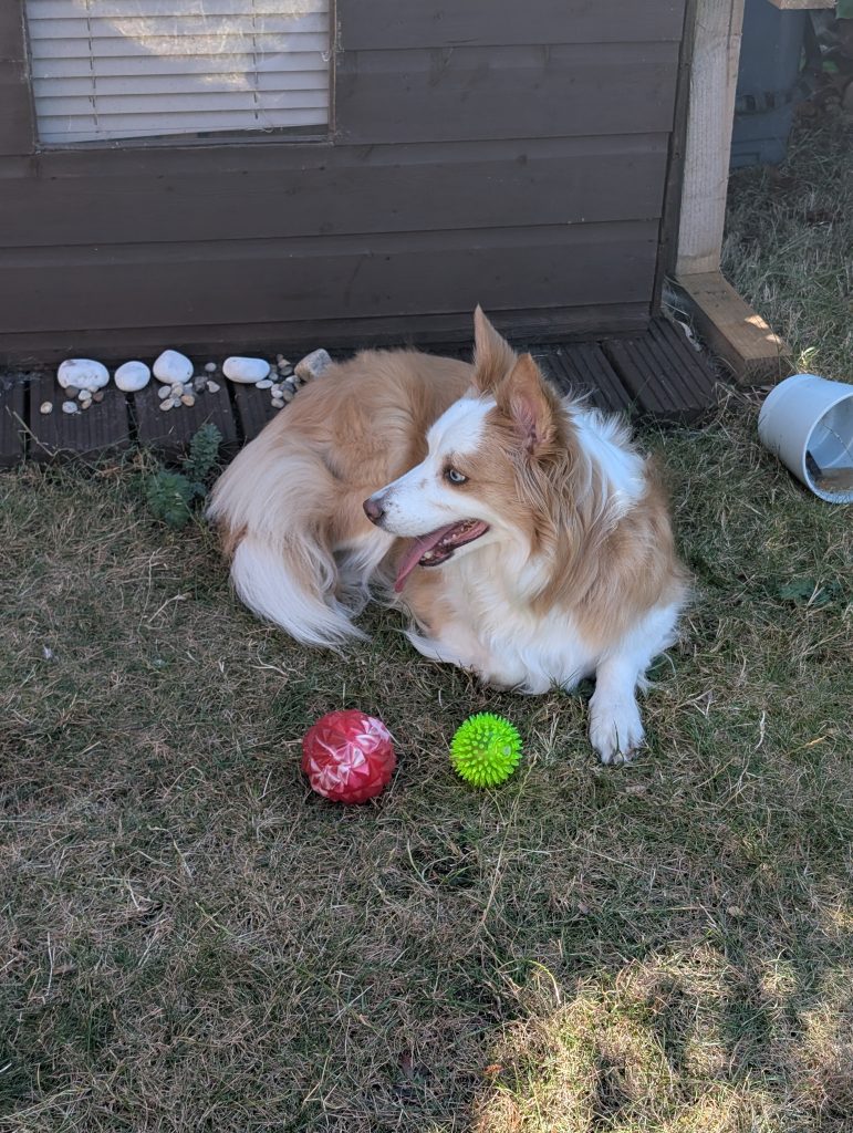 Luna a border collie in Padgate with her balls