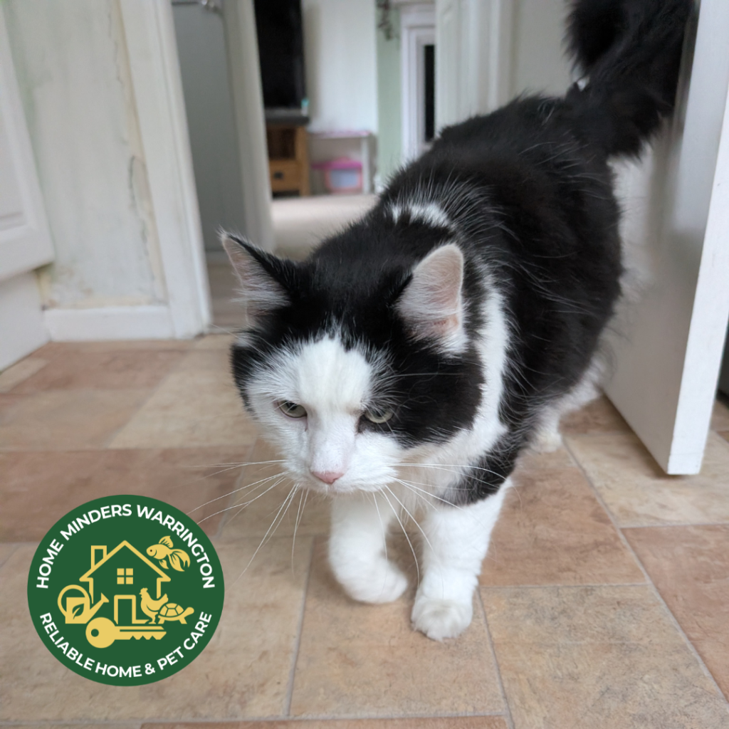 Cat Sitting in Lymm