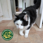Cat Sitting in Lymm